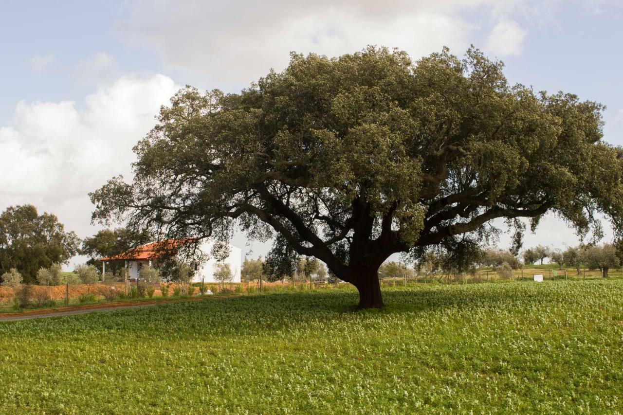 Monte Quinta Verde เฟอเฮรา โด อเลนเตโจ ภายนอก รูปภาพ