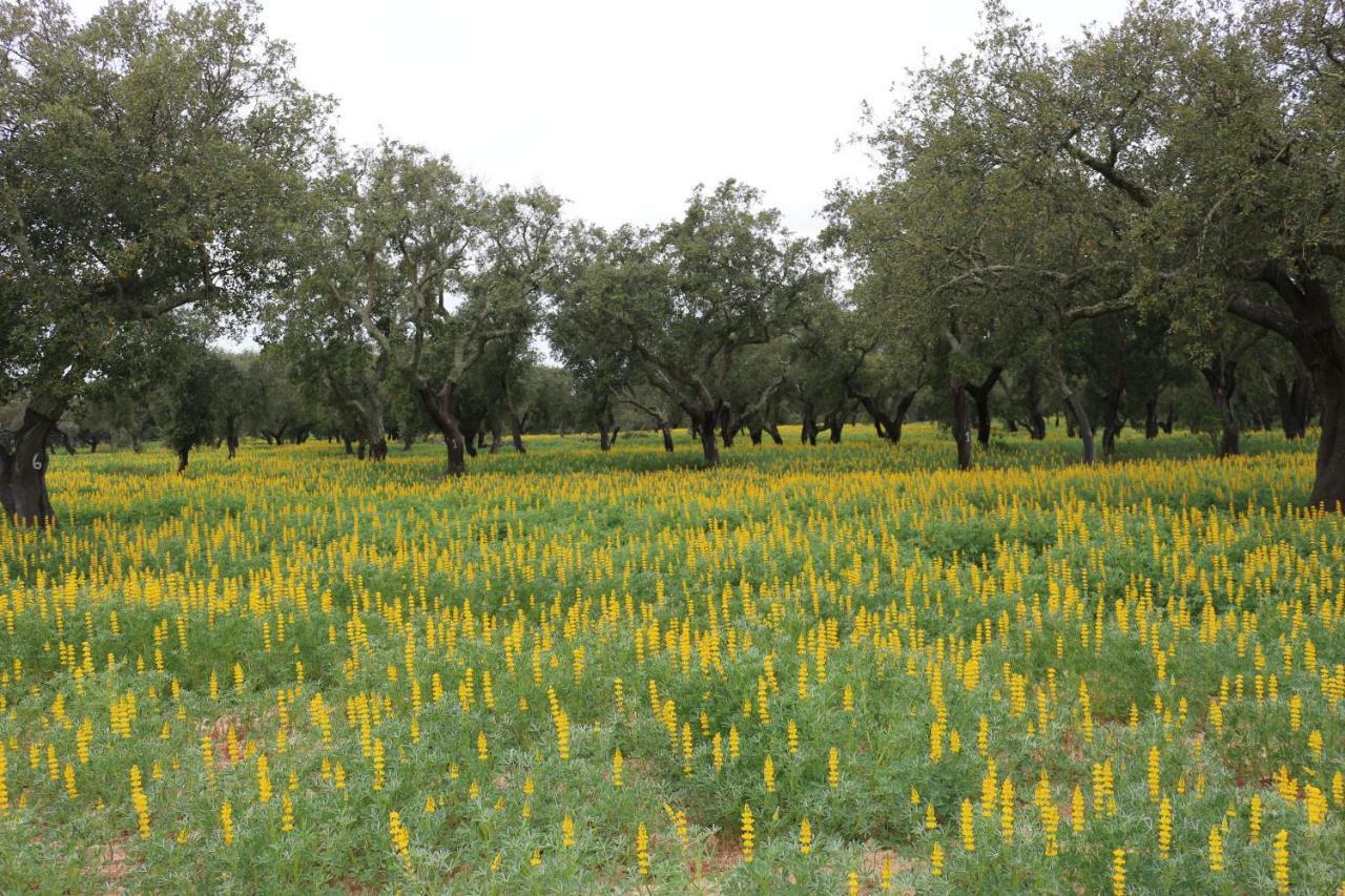 Monte Quinta Verde เฟอเฮรา โด อเลนเตโจ ภายนอก รูปภาพ